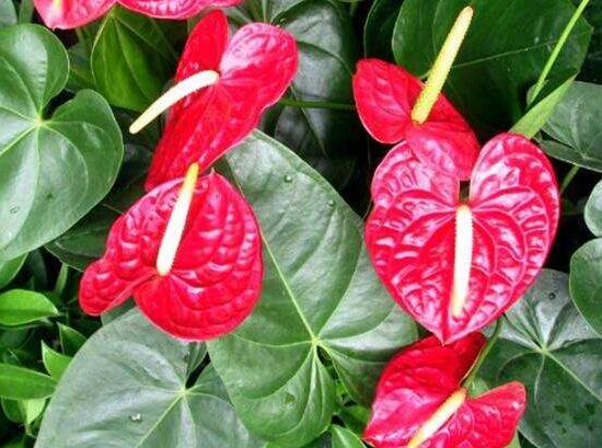 紅掌怎么養(yǎng)才能開花，只需要做好六點(diǎn)花開茂盛