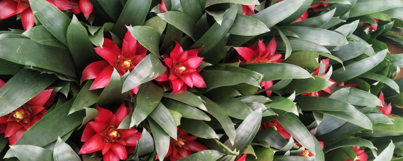 鴻運當(dāng)頭可以插活嗎