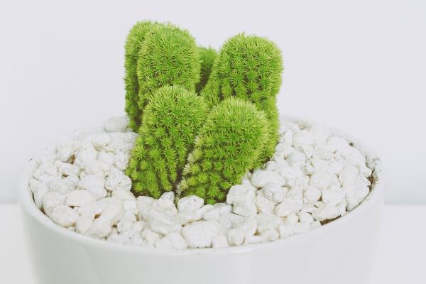 仙人掌去甲醛嗎，去甲醛效果一般，主要能力是吸收輻射