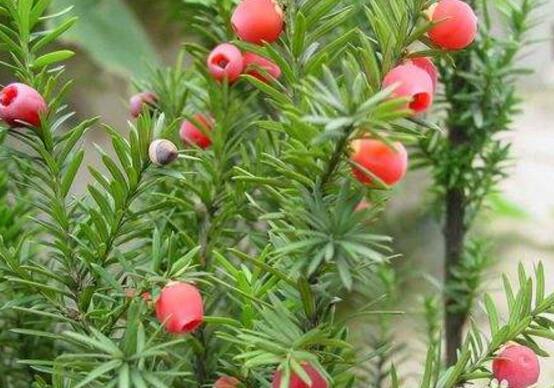 紅豆杉能在室內(nèi)養(yǎng)嗎，美化家居環(huán)境、凈化空氣