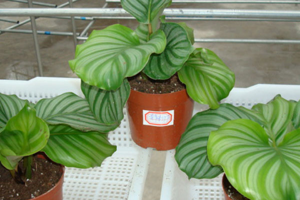 青蘋(píng)果竹芋的花語(yǔ)