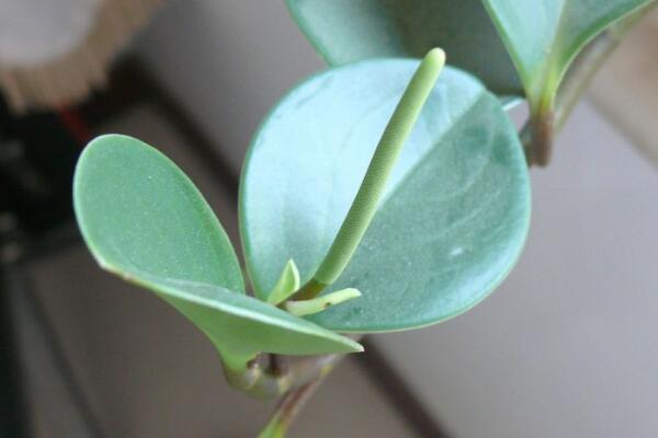 碧玉花開花嗎，每年開花兩次