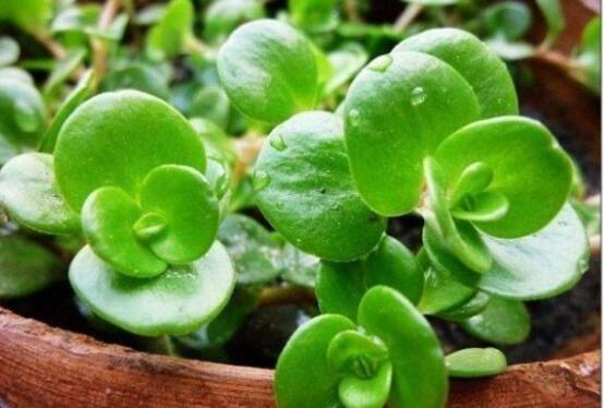 小碧玉怎么養(yǎng)，教你七種簡單易學(xué)基本方法