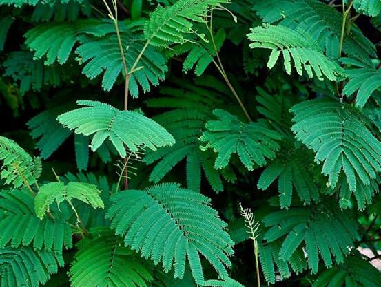 含羞草怎么養(yǎng)活，做好五個(gè)要點(diǎn)存活率百分百