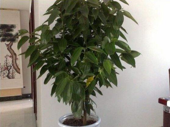 平安樹圖片，平安樹開花圖片