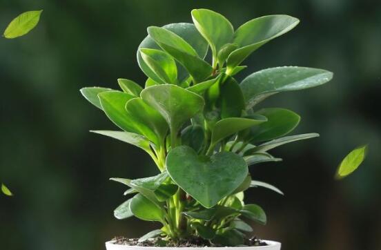 碧玉剪一小段能水培嗎，做好這簡(jiǎn)單四步可水培爆盆