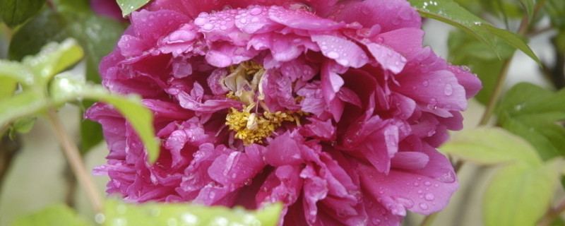 牡丹花什么時候開