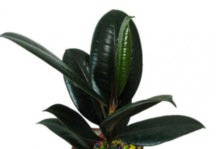 橡皮樹適合在室內(nèi)養(yǎng)嗎,適合/天然的綠色吸塵器