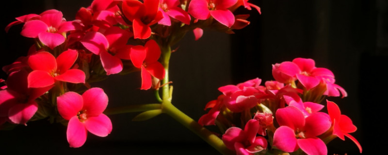 長(zhǎng)壽花夏天開花嗎