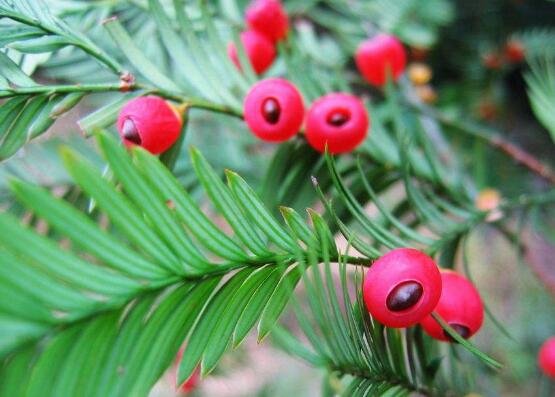 紅豆杉干枯后急救方法，教你四種方法輕松解決