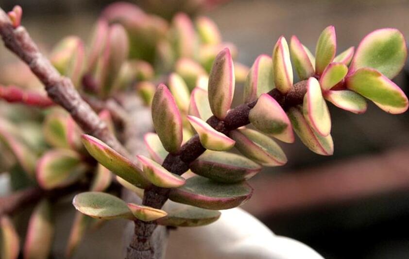 雅樂之舞的花語，代表著沉默的愛和光明