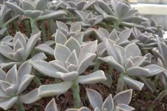 寶石花怎么養(yǎng)，老農(nóng)總結(jié)六大基本養(yǎng)殖方法