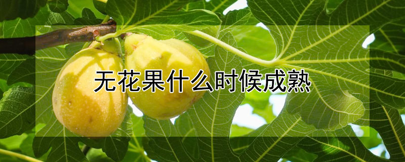 無花果什么時(shí)候成熟