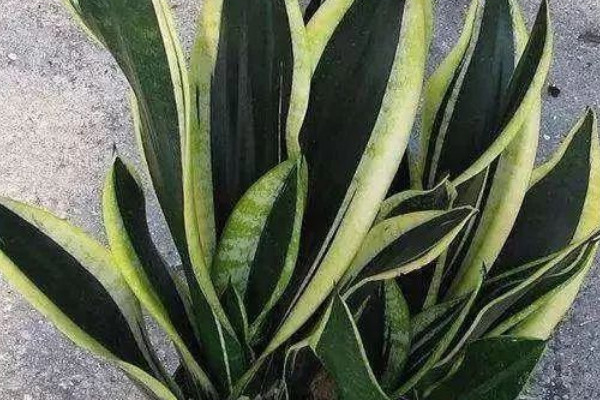 虎皮蘭有毒嗎能放室內(nèi)嗎