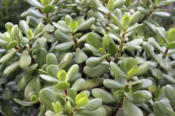 玉樹怎么養(yǎng)護(hù)，玉樹的四季養(yǎng)護(hù)方法