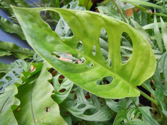 萬年青植物有幾種，盤點(diǎn)最令人欣賞的十大品種