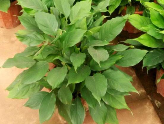 欣賞好看的萬(wàn)年青圖片，枝葉青翠、紅如珊瑚、艷似瑪瑙