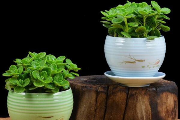 碰碰香能泡茶嗎，碰碰香泡茶作用非常明顯