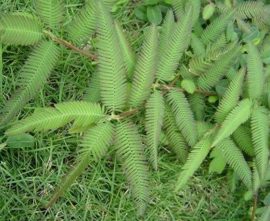 含羞草為什么會閉合，講述最科學(xué)的合理解釋(葉枕水分感應(yīng))