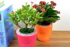 虎刺梅幾天澆一次水，四季澆水頻率各不相同