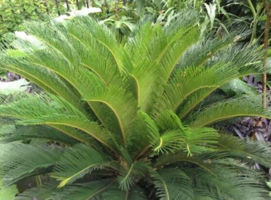 養(yǎng)鐵樹有什么忌諱，沖擊財(cái)運(yùn)與福運(yùn)/戀愛結(jié)婚難