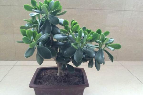 燕子掌會開花嗎，可以開花但是開花難度較高