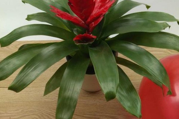 鴻運(yùn)當(dāng)頭小苗幾年開花