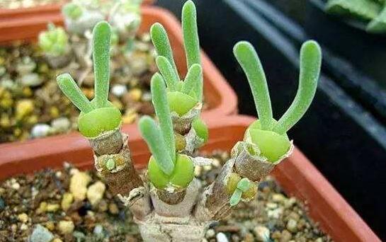 碧光環(huán)用什么土種，透氣透水土壤是必要種植條件