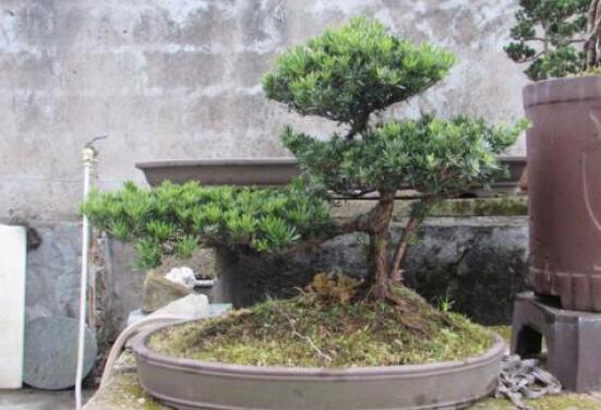 羅漢松盆景施肥，做好以有機液肥、稀薄的餅肥水為主