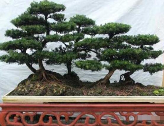 羅漢松造型最佳時間，每年7-8月份最好(生長旺盛期)