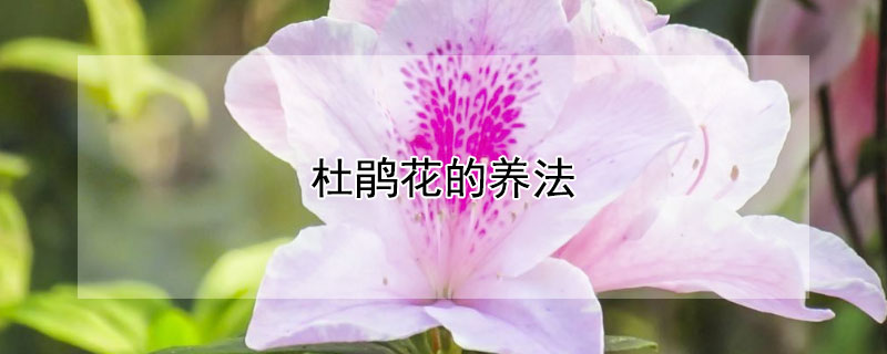 杜鵑花的養(yǎng)法