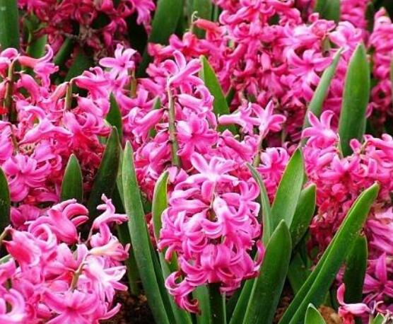 風信子葉子太長立不住是怎么回事，教你常見三種原因以及解決方法