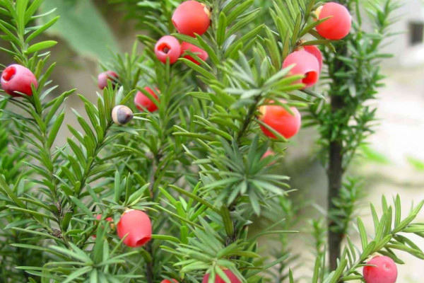 曼地亞紅豆杉和南方紅豆杉的區(qū)別，前者含醇量更高