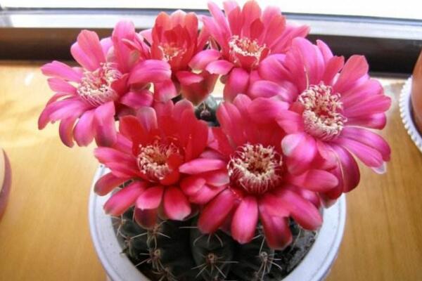 仙人球什么季節(jié)開花，夏季是仙人球的盛花期