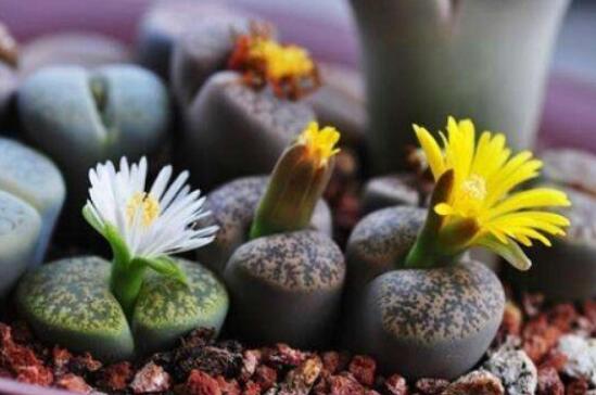 生石花怎么養(yǎng)長得快，老農(nóng)總結(jié)五個快速生長好方法