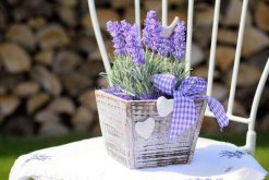 薰衣草花語和象征意義，象征著愛情與友情