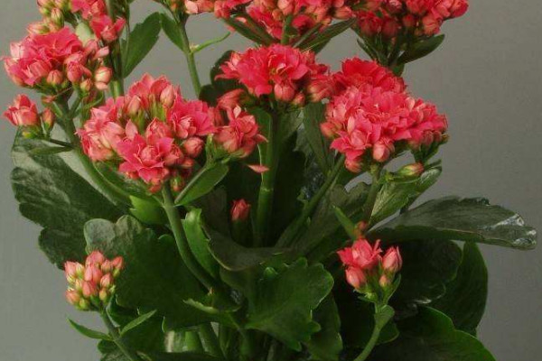 長壽花春天怎么養(yǎng)