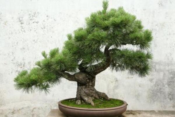 羅漢松的養(yǎng)殖方法，以下6步是關(guān)鍵