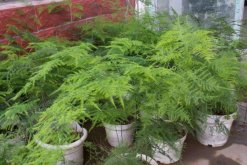 文竹黃了怎么辦，適當(dāng)遮陰并控制肥水