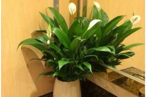 一帆風(fēng)順怎么繁殖，一帆風(fēng)順分株過程圖解