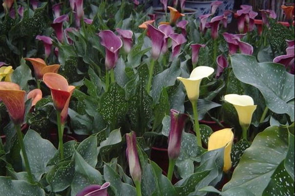 馬蹄蓮插花瓶能養(yǎng)多久