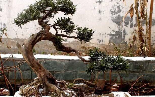 羅漢松最佳修剪時(shí)間，常年都可以進(jìn)行修剪