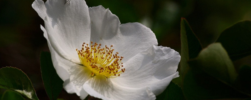 金櫻子是花還是果實(shí)