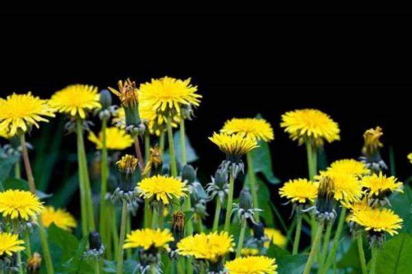 蒲公英種子的播種方法，建議在每年的春秋季播種