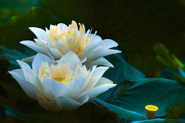 西湖荷花什么時(shí)候開(kāi)花