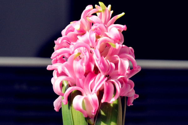 風(fēng)信子水培怎么養(yǎng)