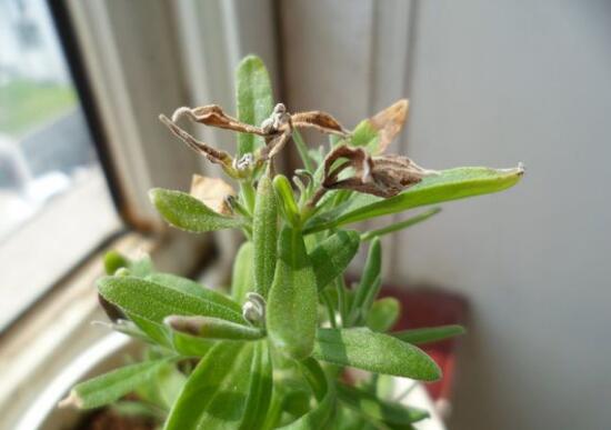 薰衣草葉子干枯怎么辦，教你正確的補(bǔ)救方法