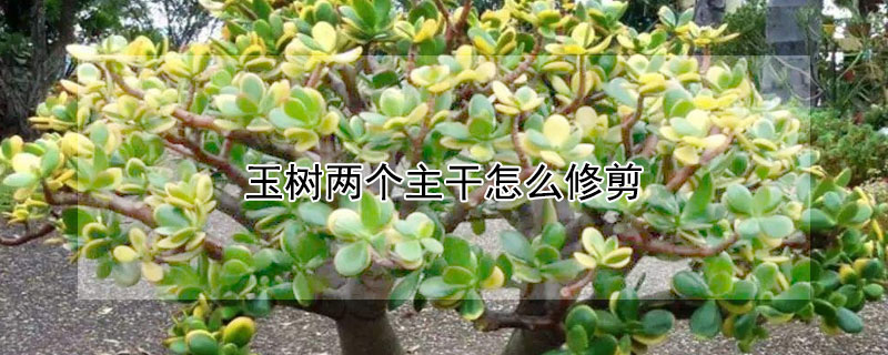 玉樹兩個(gè)主干怎么修剪
