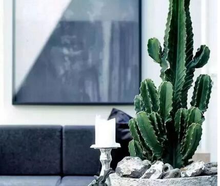 仙人球長斑怎么辦，及時挖掉并且合理養(yǎng)護