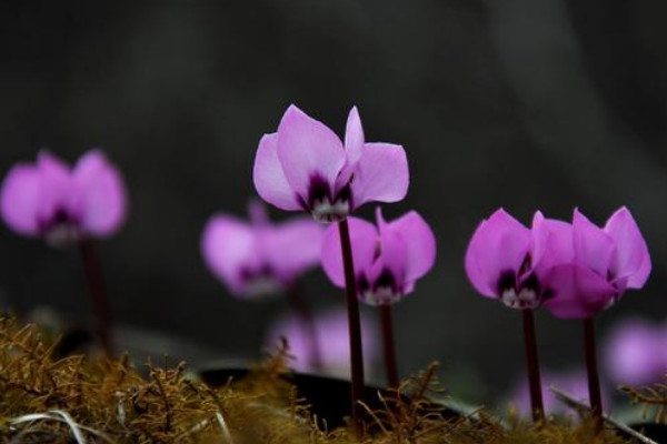 仙客來(lái)怎么育苗